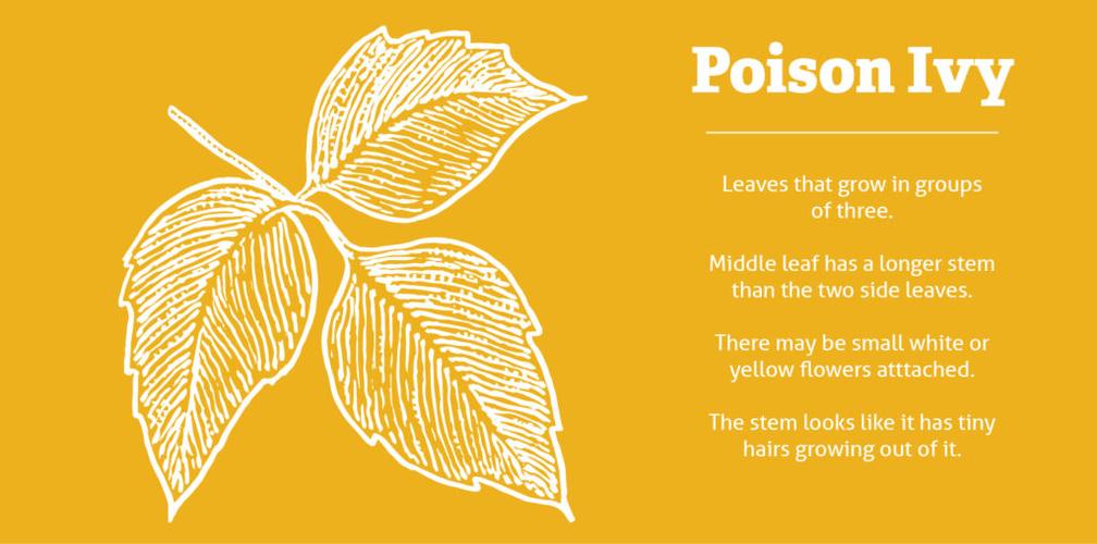 poison ivy vs. oak vs. sumac