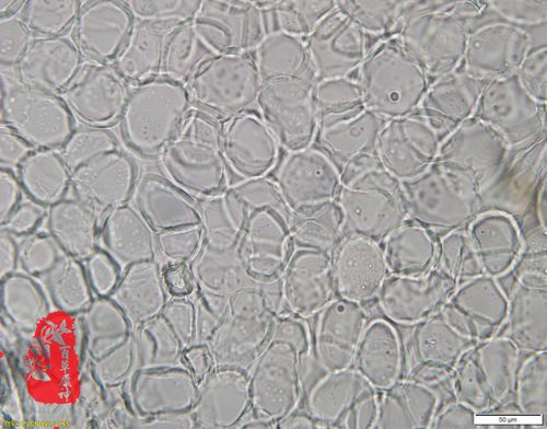 射干草酸钙柱晶