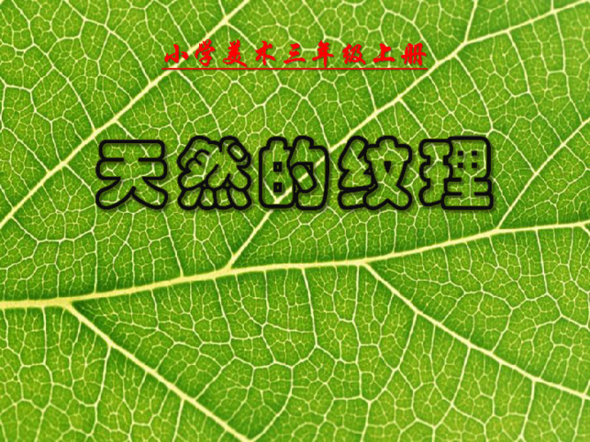 三年级上册美术课件9天然的纹理人教新课标共16张ppt