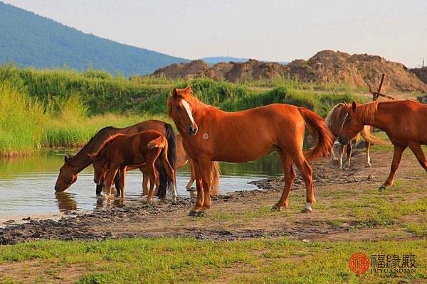 属马女和属羊男的人相配吗