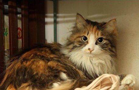 面议……波斯长毛猫三色花