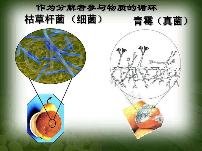 作为分解者参与物质的循环 枯草杆菌 (细菌) 青霉(真菌)