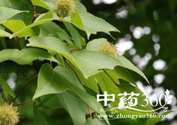 枫树的功效与作用