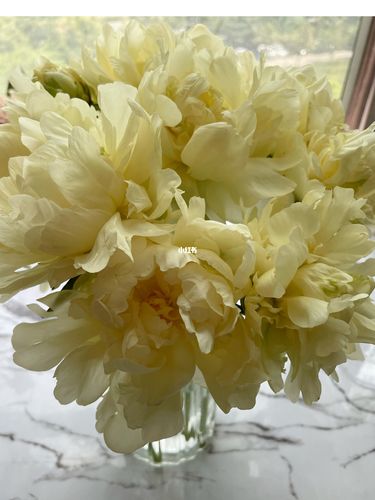 芍药·黄金轮_芍药_黄金_开箱_鲜花_我的开箱日常_家居家装_家居装饰