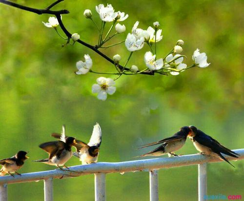 春天来了,唤醒了大地,看啊,到处一派生机勃勃的景象.