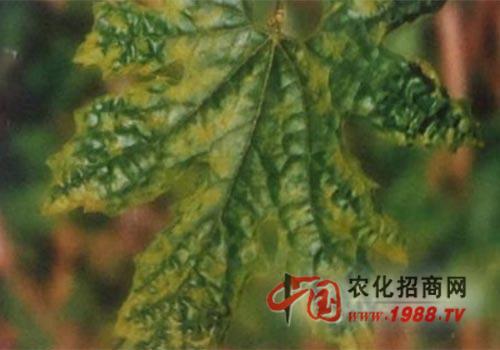 苦瓜病毒病_苦瓜病毒病图片_苦瓜病毒病防治技术及药