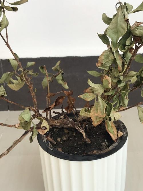 栀子花叶子全部干枯,还有救吗?