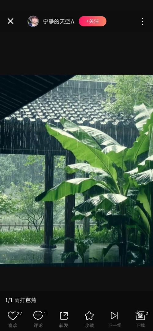 "雨打芭蕉 …"