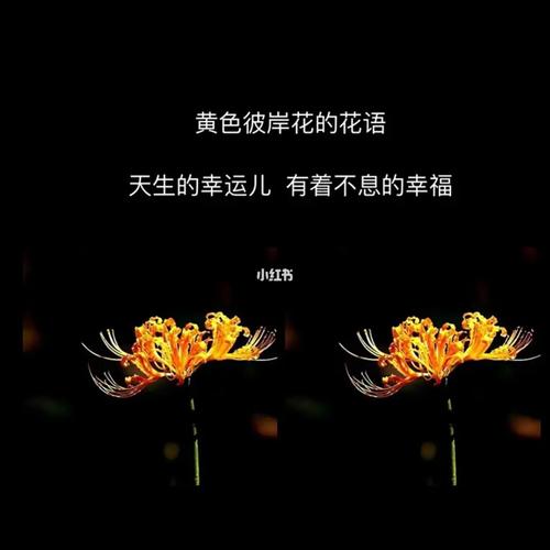 彼岸花花语_彼岸花_花语_素材_文字素材
