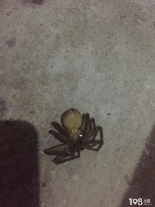 发现一个超级大的蜘蛛,然后用开水烫死了,缩起来还这么大,吓坏宝宝