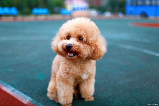 为啥大家推荐的泰迪犬,在你家却养的"胖嘟嘟"?这才是根本原因