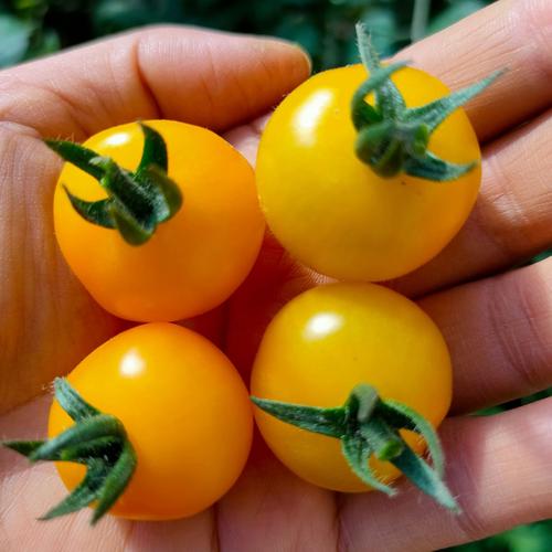 五彩小番茄清甜爽口单色黄番茄4斤装支持一件代发