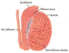 上海生科院:mir-29a通过靶定nasp抑制附睾上皮细胞的增殖
