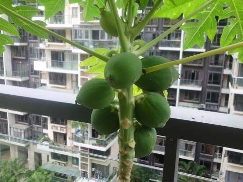 阳台盆栽木瓜的方法