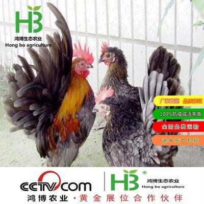 纯种元宝鸡苗 元宝鸡苗图片 元宝鸡养殖技术