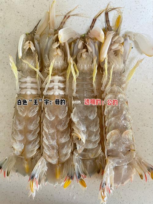 如何区分皮皮虾的公母_皮皮虾_晚餐_条纹_今天晚餐长这样_美食_美食