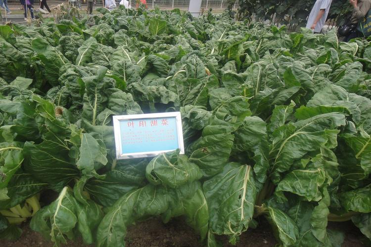  p>叶用甜菜一般俗称为君达菜,其叶片肥厚,叶柄粗长,抗寒能力强,而且