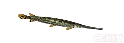 超写实长吻雀鳝尖尾雀鳝