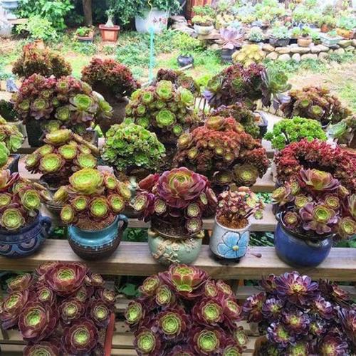 法师老桩盆超大