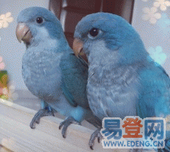 忍痛转让蓝和尚鹦鹉宝宝