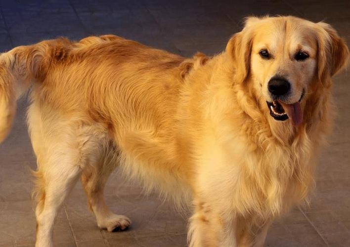 家里养了一只大金毛吗除了是暖男以外还有这些小癖好