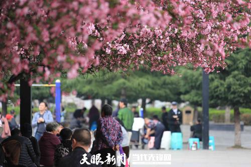 毕节人民公园:海棠依旧 花香犹醇