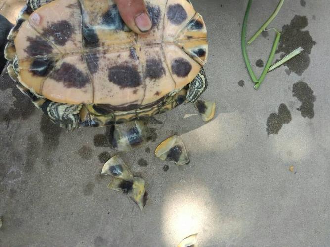 家养的大巴西龟为什么掉外壳