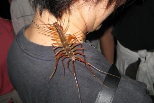 在南方大蜈蚣面前南方大蟑螂简直不堪一提