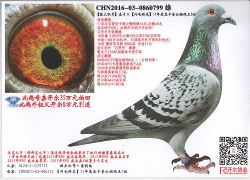 引进开尔种鸽