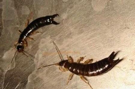 蠼螋怎么读:蠼螋一种什么样的动物,蠼螋咬人后有毒吗