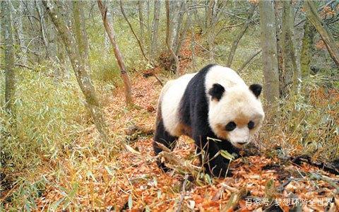 去哪儿看大熊猫?不一定去四川成都,甘肃也有一个重点保护区