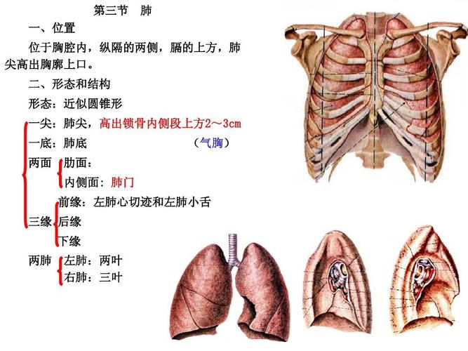 肺尖,高出锁骨内侧段上方2~3cm 一底:肺底 两面 肋面: 内侧面: 肺门