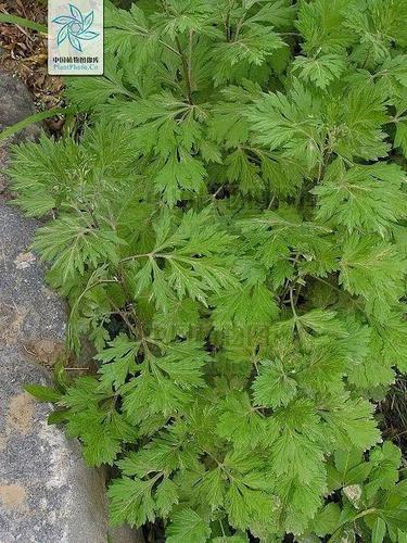 这些蒿属植物你认识吗