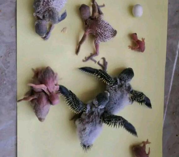 虎皮鹦鹉繁殖越多,雏鸟成长期间体型拉开的差距越大!