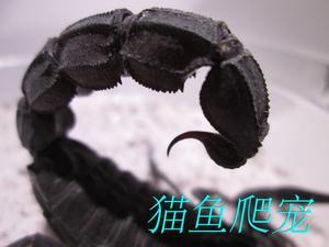 北非黑肥尾蝎 非常霸气粗壮的大尾巴 am新手宠物蝎子 包活送套装