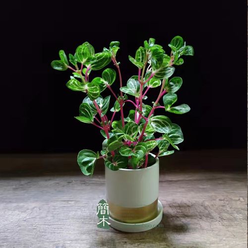 锦叶雪苋盆栽观叶钱多多花卉蝴蝶叶片红骨冰雪绿植