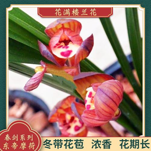 花满楼兰花苗春剑矮种东帝摩荷冬带花苞客厅花卉办公桌盆栽好养活