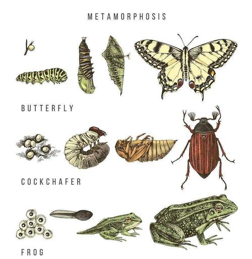 手作香囊包粽子自然亲子定向赛传统舞龙游戏全家出动
