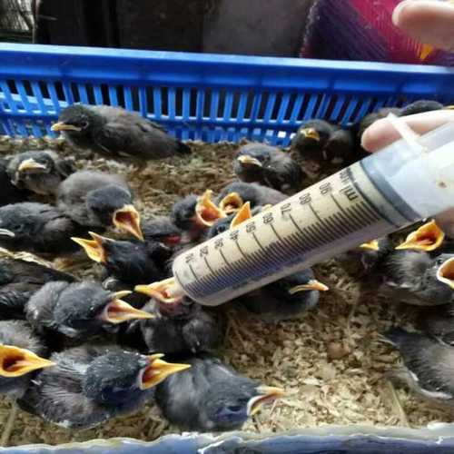 八哥幼鸟活体鸟