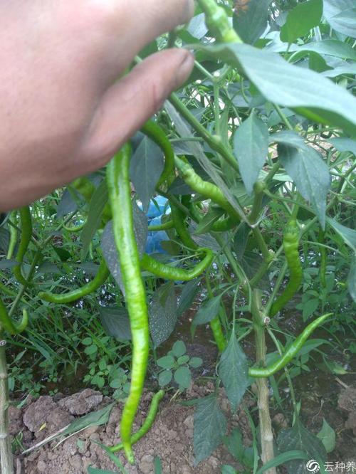 请问老师这种辣椒如何整枝打叉