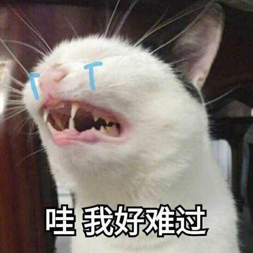 铲屎官自导自演的苦情戏:猫咪流眼泪,就是伤心的表现?