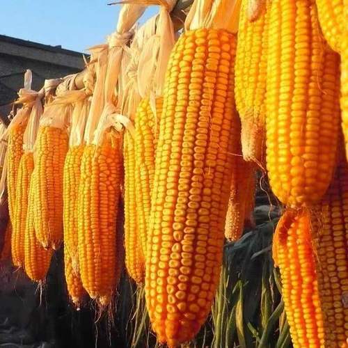 双胞胎玉米种子特大双棒高产矮杆富豫角质家庭园艺种子