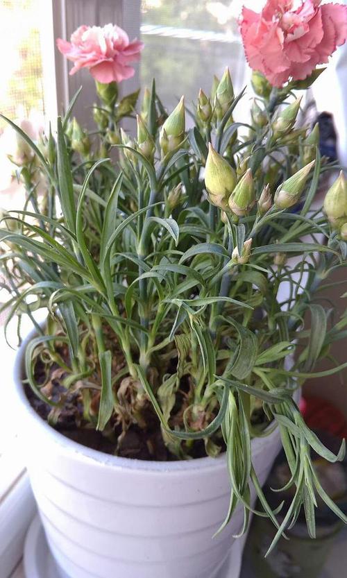 康乃馨底部叶子开始枯萎了花苞捏上去也感觉不饱满了感觉要挂了sos