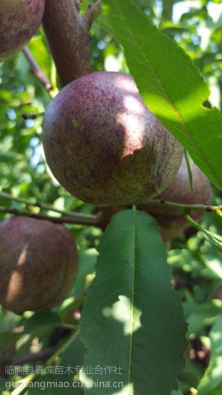 供应珍稀桃树新品种黑桃树