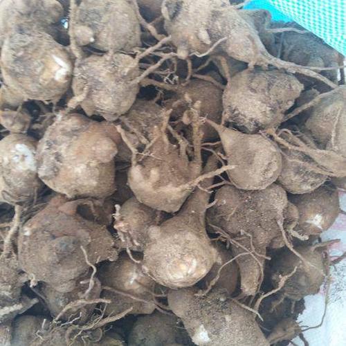 维西傈僳族自治县关白附子种子 附子种子