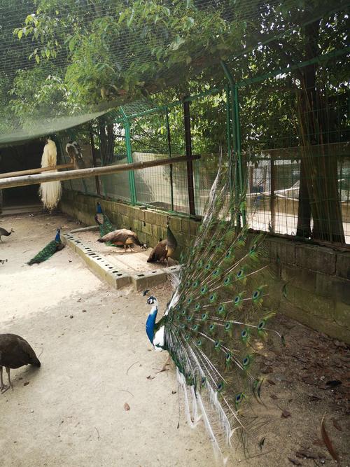 2020年5月13日疫情后姐妹们快乐的一日游(汨罗孔雀山庄)