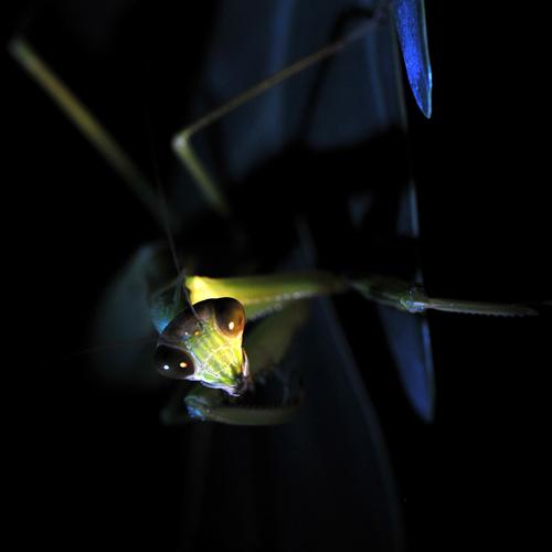 眼睛可变色的螳螂