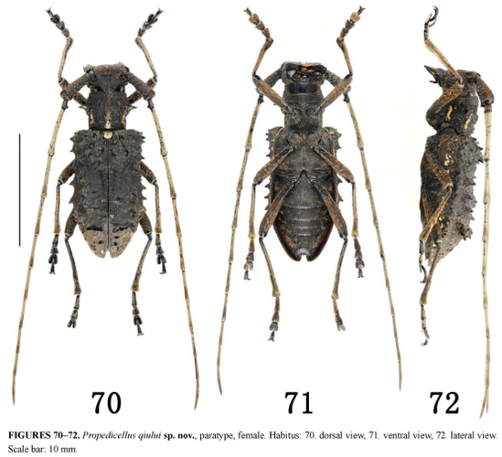 国内三位昆虫学者建立天牛科新属突梗天牛属