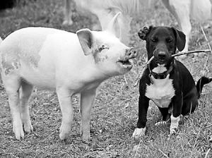 英国一只小猪与小狗共同生活