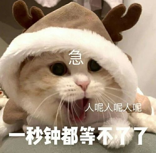 萌宠表情包:人呢?一秒钟都等不了了!